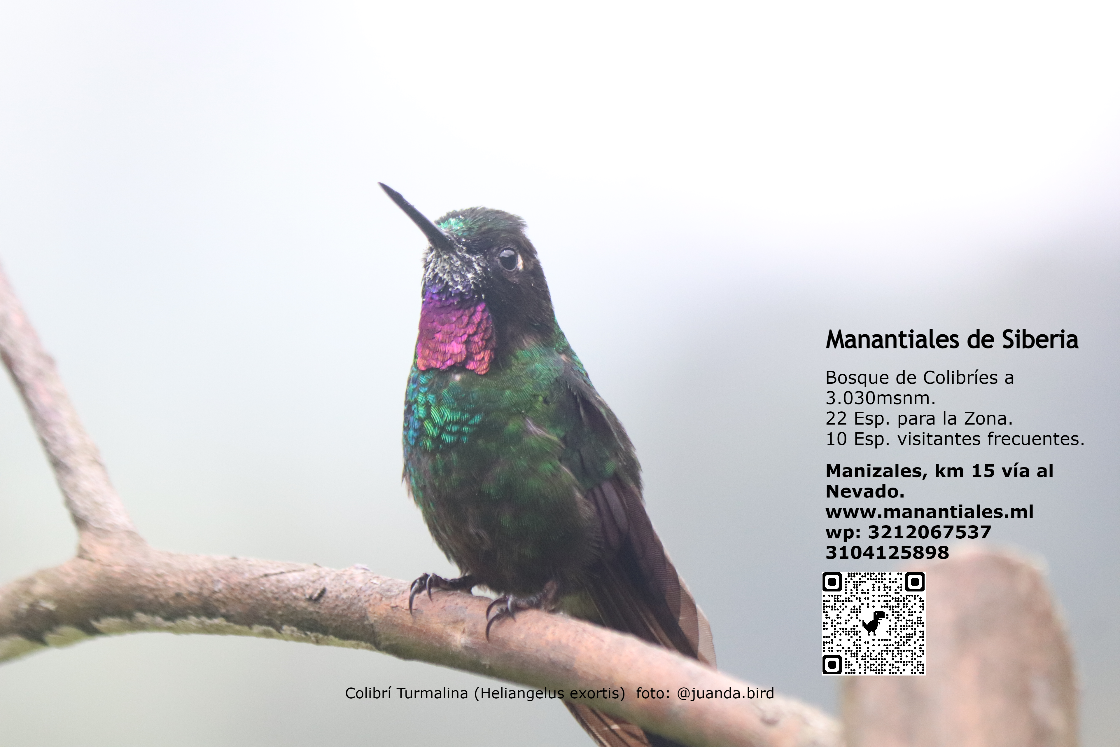 Bosque de Colibríes - Imagen 1