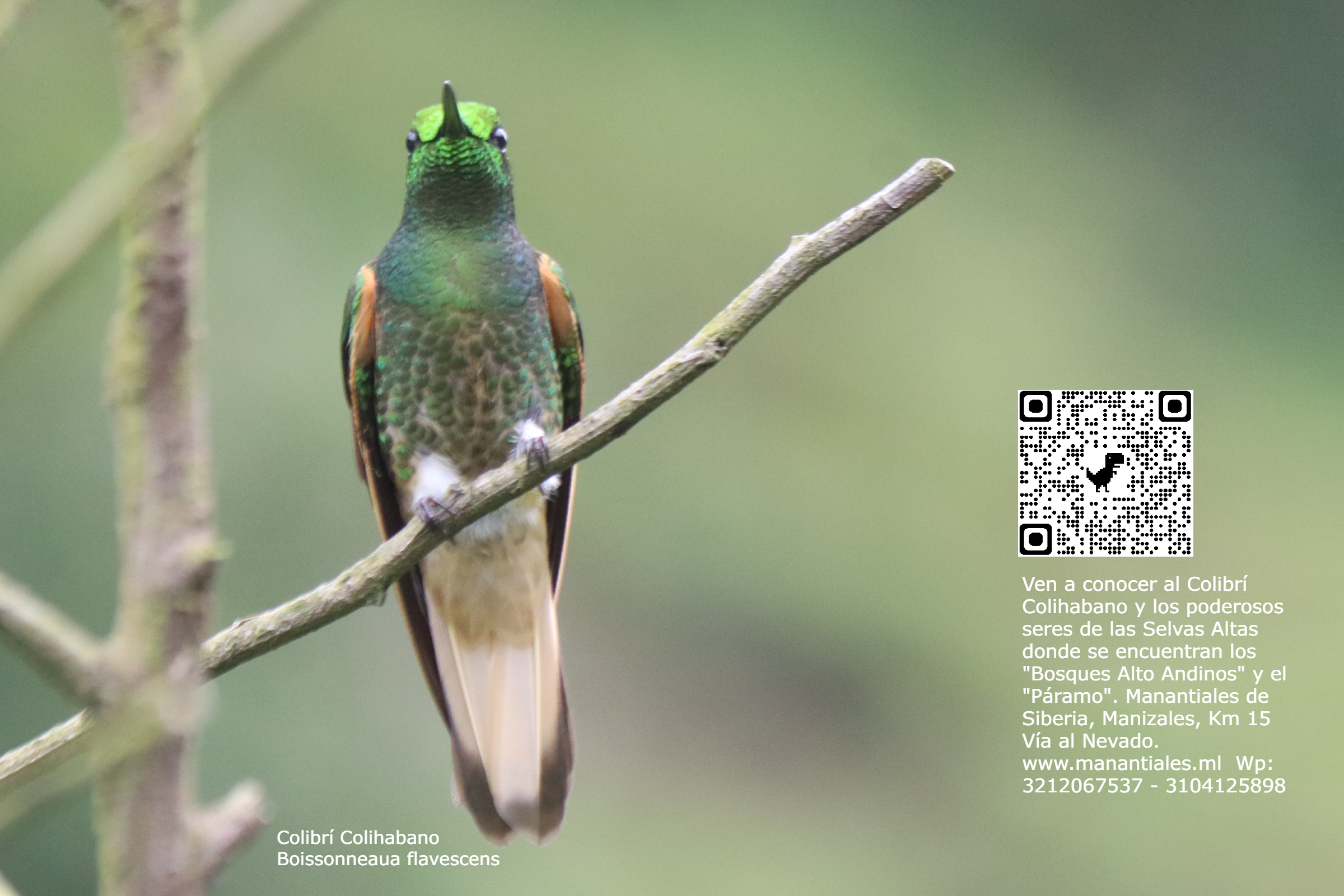 Bosque de Colibríes - Imagen 2