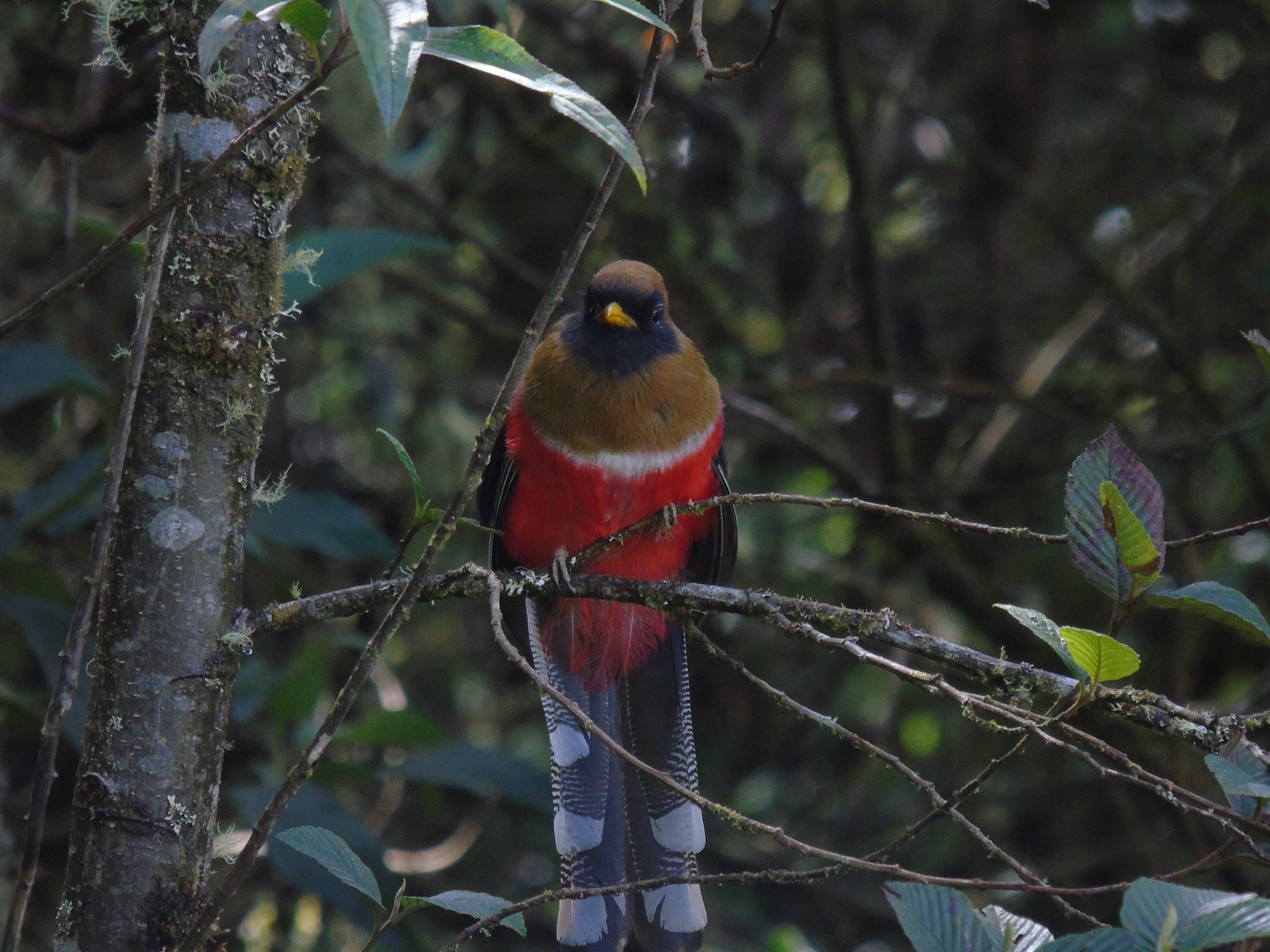 Bosque de Colibríes - Imagen 3