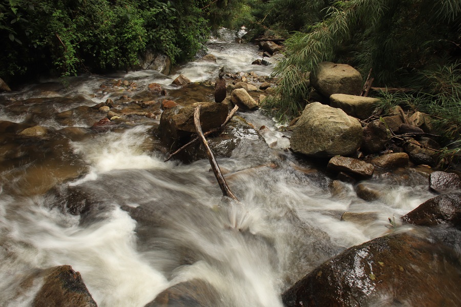 Vista panorámica del ecosistema